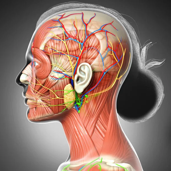 Erkek Beyin Anatomisinin Boyutlu Tıbbi Çizimi — Stok fotoğraf