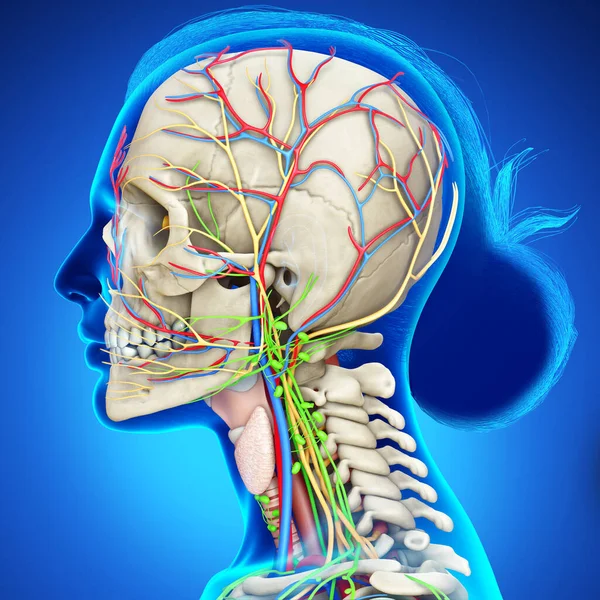 3D展示男性大脑内部解剖的医学图解 — 图库照片