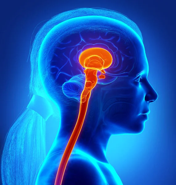 Rendering Medical Illustration Male Interior Brain Anatomy — Stock Photo, Image