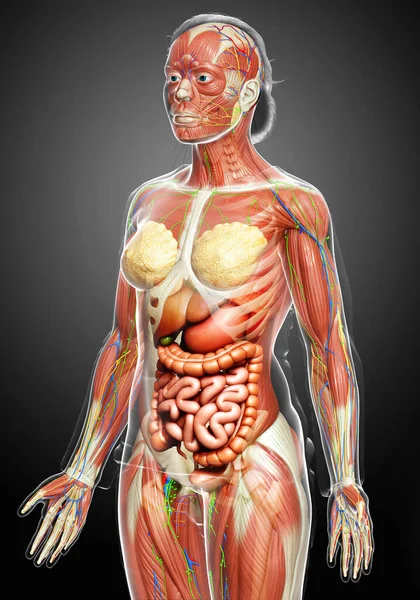 Görs Medicinskt Korrekt Den Kvinnliga Anatomin — Stockfoto