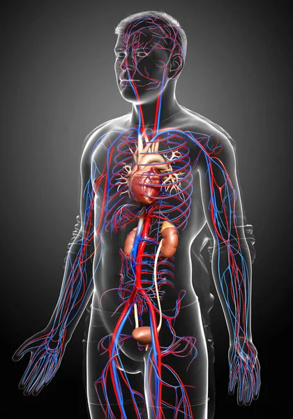 3D对肾脏和循环系统进行了精确的医学描述 — 图库照片