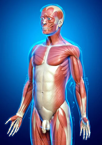 Оказана Медицинская Точная Иллюстрация Мужской Мышечной Системы — стоковое фото