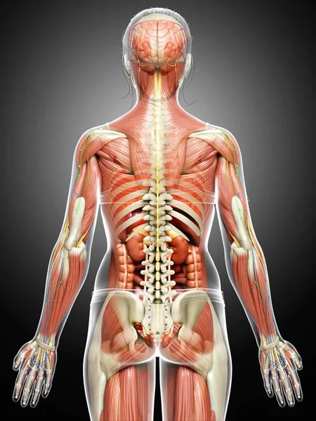 Medisch Accuraat Gemaakt Van Vrouwelijke Anatomie — Stockfoto