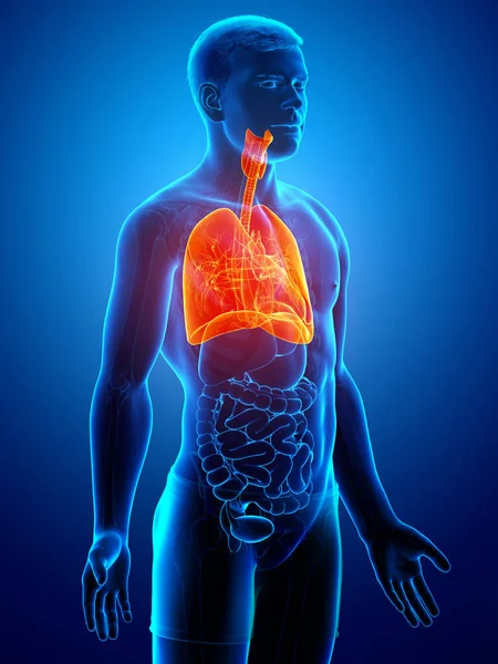 Renderizado Ilustração Medicamente Precisa Uma Anatomia Pulmonar Masculina — Fotografia de Stock