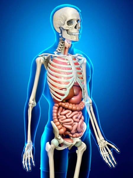 Renderizado Ilustración Médicamente Precisa Los Órganos Internos Masculinos Sistema Esquelético —  Fotos de Stock