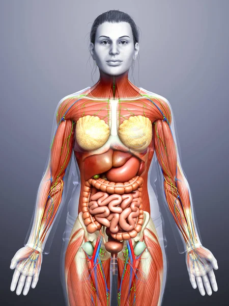 Rendered Medically Accurate Female Anatomy — Stock Photo, Image