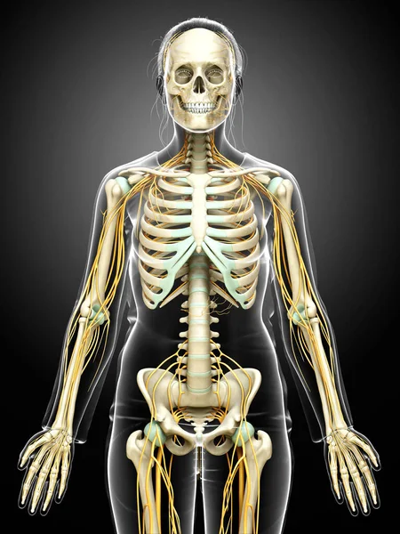 Medisch Nauwkeurige Illustratie Van Een Vrouwelijk Zenuwstelsel Skeletsysteem — Stockfoto