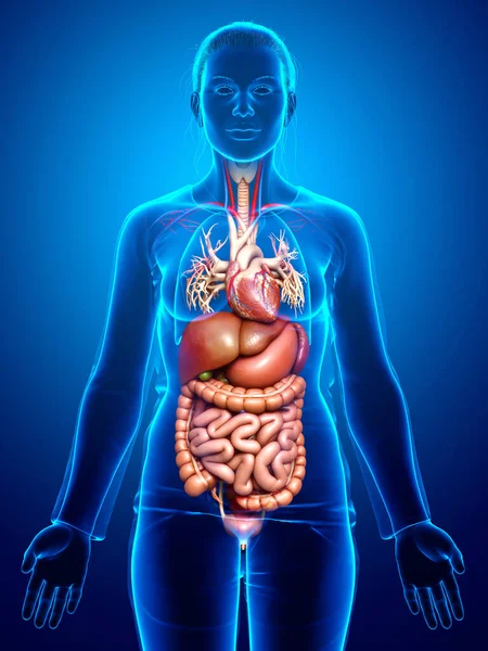 Renderizado Ilustración Médicamente Precisa Del Sistema Digestivo —  Fotos de Stock