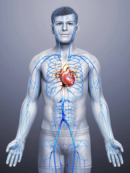 Renderowane Medycznie Dokładna Ilustracja Męskiej Anatomii Żył — Zdjęcie stockowe