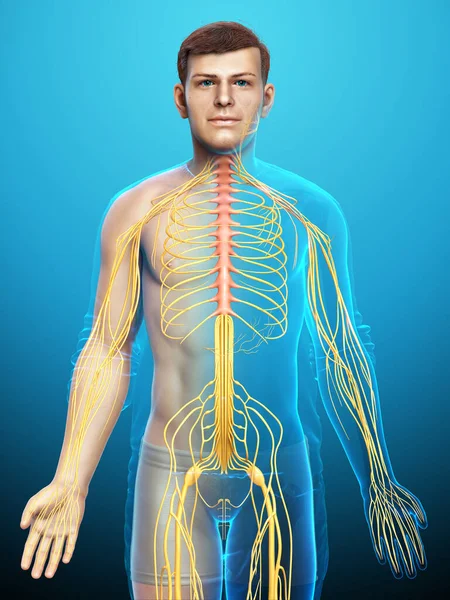 Καθιστούν Ιατρικά Ακριβή Απεικόνιση Ενός Ανδρικού Νευρικού Συστήματος — Φωτογραφία Αρχείου