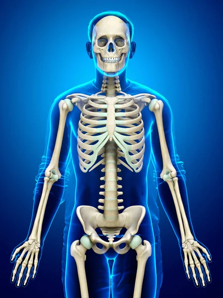 Rendered Medically Accurate Illustration Male Skeleton System — Stock Photo, Image