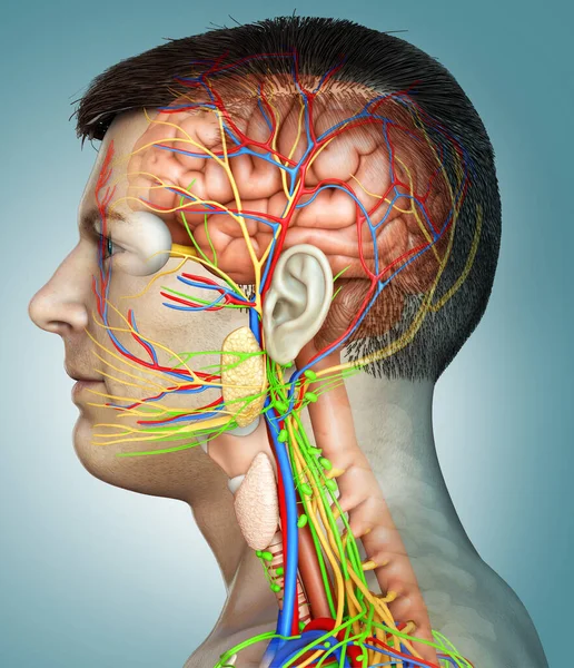 Återgivning Medicinsk Illustration Manlig Inre Hjärna Anatomi — Stockfoto