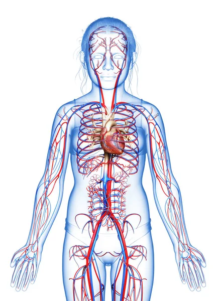 Reso Illustrazione Clinicamente Accurata Del Cuore Della Ragazza — Foto Stock