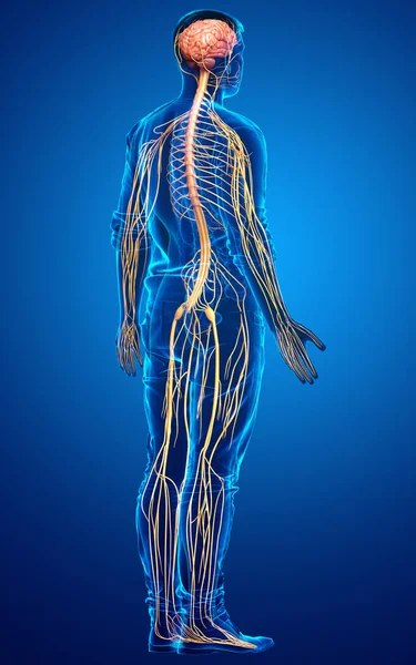 Lékařsky Přesné Ilustrace Mužského Nervového Systému — Stock fotografie