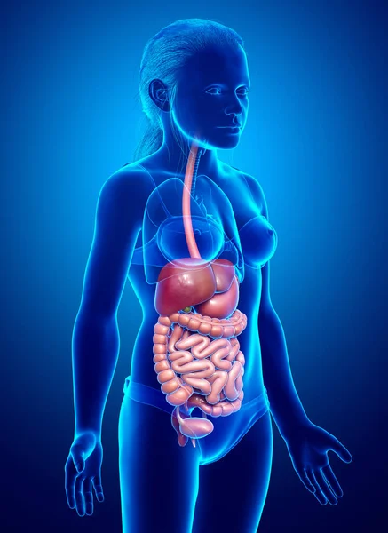 Renderizado Ilustración Médicamente Precisa Niña Del Sistema Digestivo — Foto de Stock