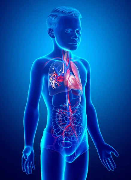 Gerenderte Medizinisch Korrekte Darstellung Der Lungenanatomie Eines Kleinen Jungen — Stockfoto