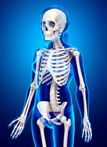 Αποδίδεται Ιατρικά Ακριβή Απεικόνιση Ενός Σκελετού Νεαρή Κοπέλα Σύστημα — Φωτογραφία Αρχείου
