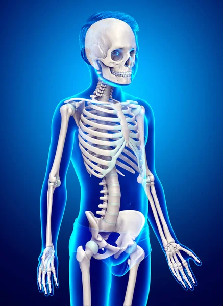 Renderowane Medycznie Dokładna Ilustracja Systemu Szkieletowego Młodego Chłopca — Zdjęcie stockowe
