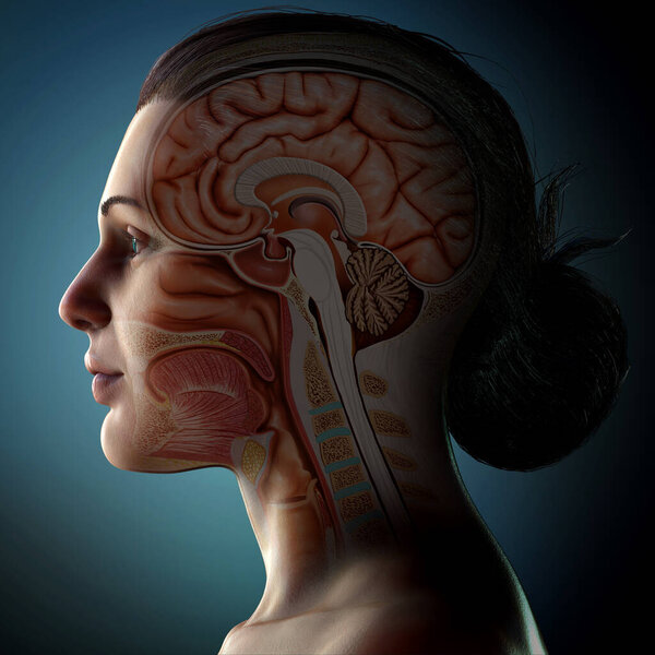 3d rendering medical illustration of male interior brain  anatomy 