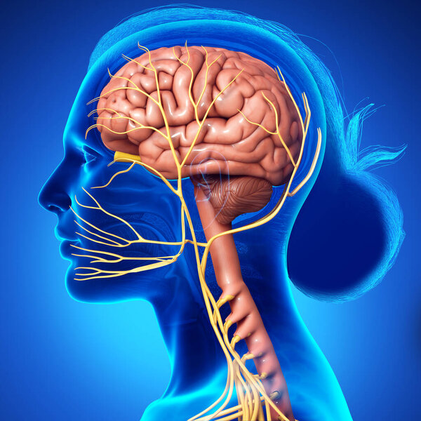 3d rendering medical illustration of male interior brain  anatomy 