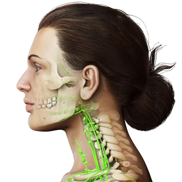 Rendu Illustration Médicalement Précise Système Lymphatique Visage Féminin Système Squelettique — Photo
