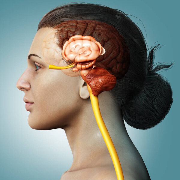 3D рендеринг медицинской иллюстрации мужской внутренней анатомии мозга
 