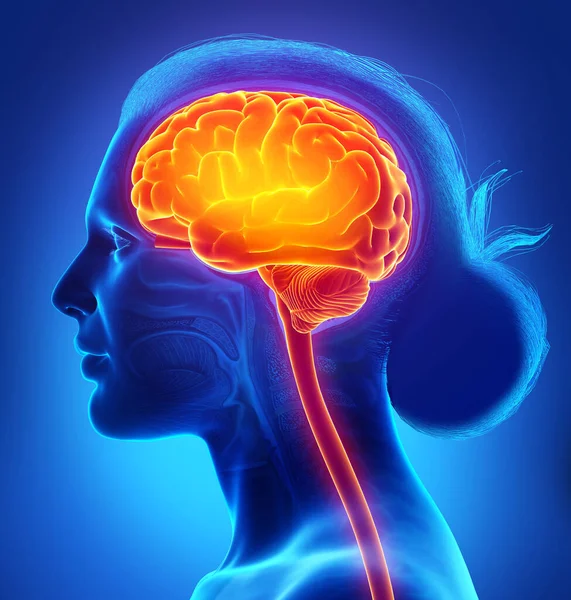 Rendered Medically Accurate Illustration Female Highlighted Brain Headache — Stock Photo, Image