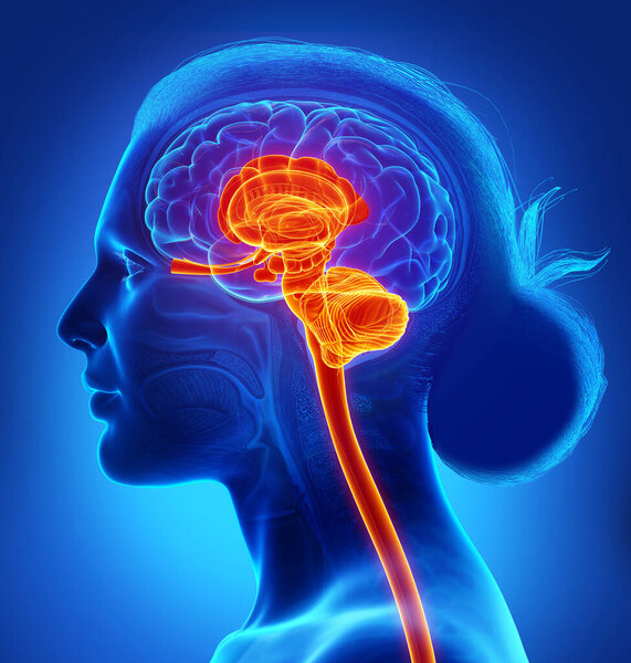 3D рендеринг медицинской иллюстрации мужской внутренней анатомии мозга
 