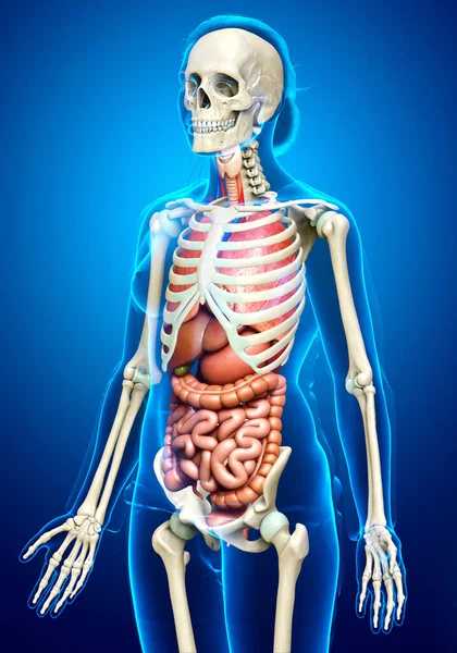 Gjort Medicinsk Korrekt Illustration Kvindelige Indre Organer Skelet Syste - Stock-foto