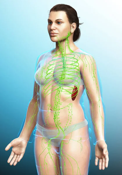 3D, tıbbi olarak bir kadın lenf sisteminin doğru bir çizimi.