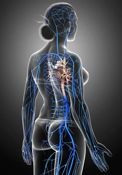 3D对女性静脉解剖进行了精确的医学描述 — 图库照片