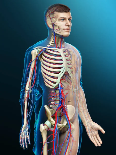 Оказана Медицинская Точная Иллюстрация Мужской Системы Кровообращения Скелета — стоковое фото