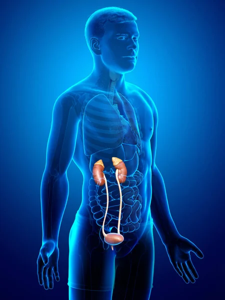 Reso Illustrazione Clinicamente Accurata Dei Reni — Foto Stock