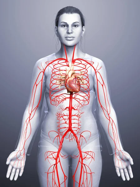 Gerenderte Medizinisch Korrekte Darstellung Weiblicher Arterien — Stockfoto