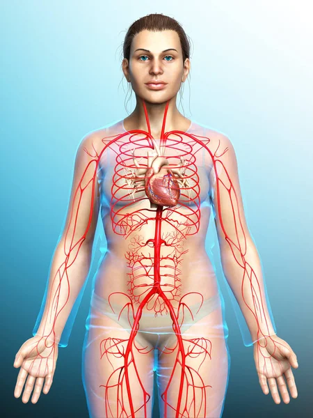 Reso Illustrazione Clinicamente Accurata Delle Arterie Femminili — Foto Stock