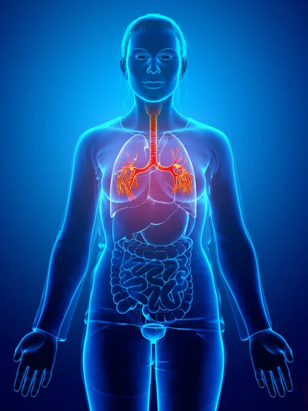 Ilustración Laringe Trachea Bronchi Parte Del Sistema Respiratorio —  Fotos de Stock