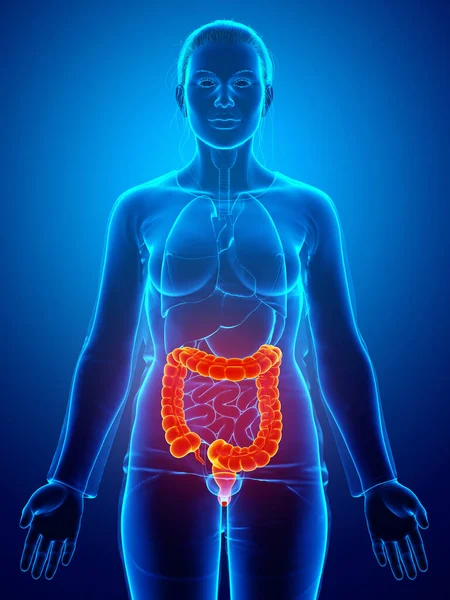 Reso Illustrazione Clinicamente Accurata Dell Anatomia Femminile Dell Intestino Crasso — Foto Stock