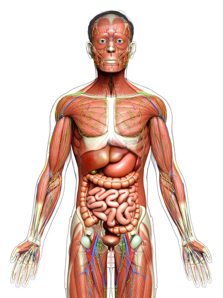 Lékařsky Přesné Mužské Anatomie — Stock fotografie