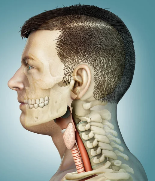 Renderizado Ilustración Médicamente Precisa Anatomía Laringe Masculina —  Fotos de Stock