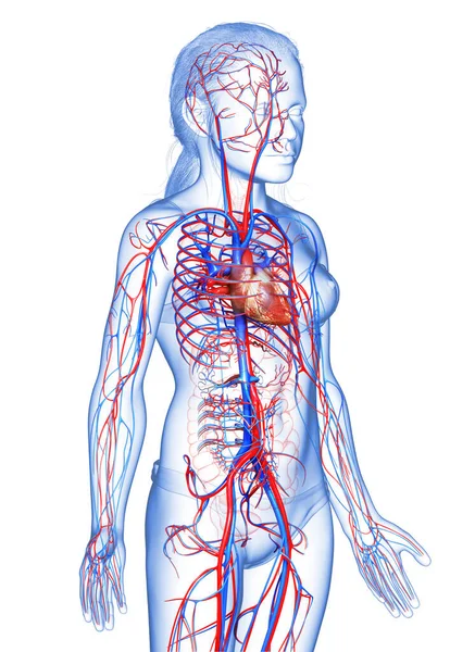 3D对年轻女孩的心脏进行了准确的医学描述 — 图库照片