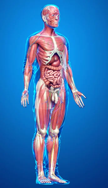 Medisch Accuraat Gemaakt Van Mannelijke Anatomie — Stockfoto