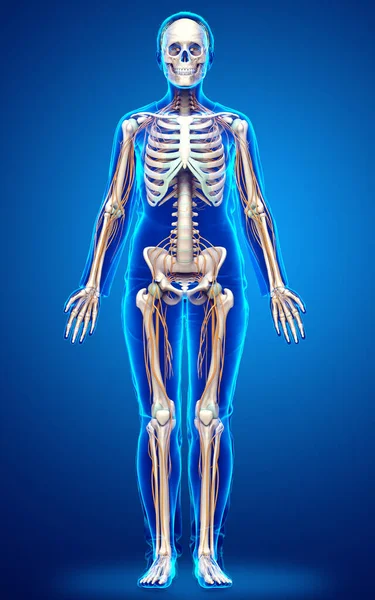 Renderizado Ilustración Médicamente Precisa Sistema Nervioso Esqueleto Femenino —  Fotos de Stock