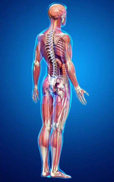 Rendered Medically Accurate Male Anatomy — Stock Photo, Image