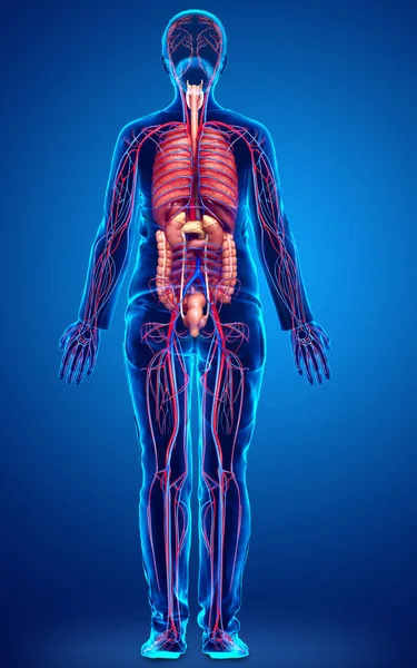 Оказана Медицинская Точная Иллюстрация Женских Внутренних Органов Кровеносной Системы — стоковое фото