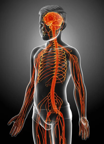 Оказана Медицинская Точная Иллюстрация Молодой Нервной Системы Мальчика — стоковое фото
