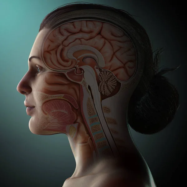 3d rendering medical illustration of male interior brain  anatomy