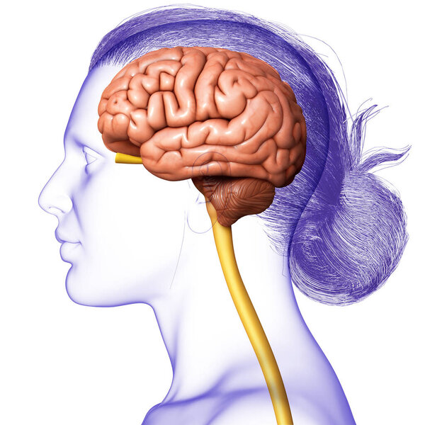3d rendering medical illustration of male interior brain  anatomy 