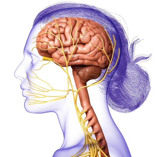 Erkek Beyin Anatomisinin Boyutlu Tıbbi Çizimi — Stok fotoğraf