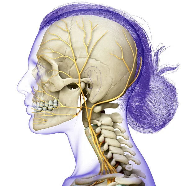 Rendu Illustration Médicalement Précise Système Nerveux Système Squelettique Tête Féminine — Photo