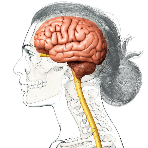 3D рендеринг медицинской иллюстрации мужской внутренней анатомии мозга
 